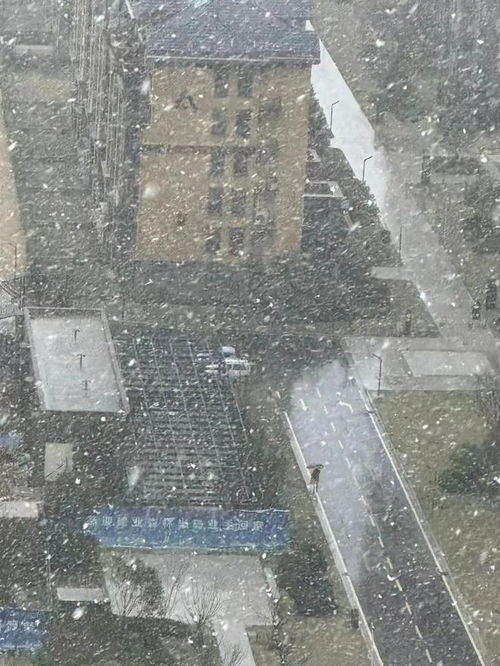 东北三月末下起鹅毛大雪—一场罕见的冬季盛宴