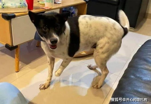 地震前30秒的惊觉—狗的预知能力
