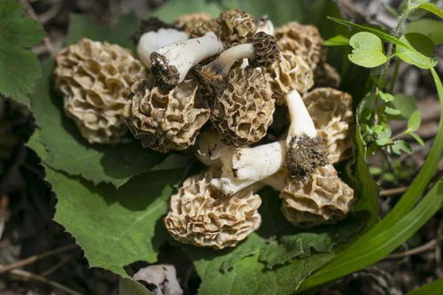 种植户因误判市场导致损失，30万元投入羊肚菌颗粒无收