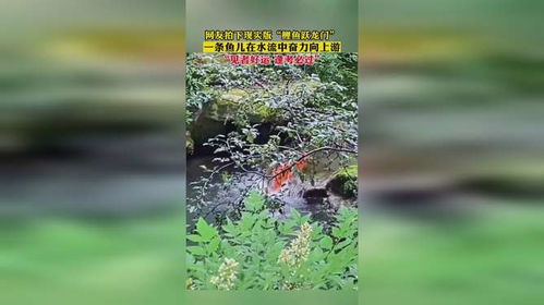 岳阳一网友拍下大量鲤鱼跃龙门