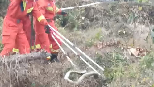山间恶果，一村民遭毒蛇袭击身亡